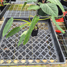 Load image into Gallery viewer, Philodendron Spiritus Sancti, Exact Plant Ships Nationwide
