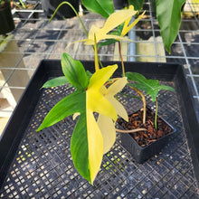 Load image into Gallery viewer, Philodendron Florida Beauty, Exact Plant Variegated Ships Nationwide
