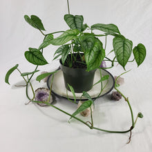Load image into Gallery viewer, Monstera Siltepecana El Salvador, Exact Plant multi pot of 5 Ships Nationwide
