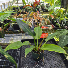 Load image into Gallery viewer, Philodendron Giant Orlando, Exact Plant Ships Nationwide
