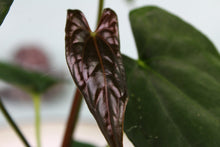Load image into Gallery viewer, Anthurium Papillilaminum &#39;Fort Sherman&#39;, exact plant, ships nationwide
