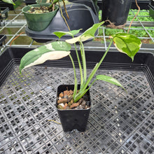 Load image into Gallery viewer, Syngonium Chiapense Variegated exact plant, Fedex 2day*
