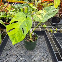 Load image into Gallery viewer, Monstera Borsigiana Aurea, Exact Plant Variegated Ships Nationwide
