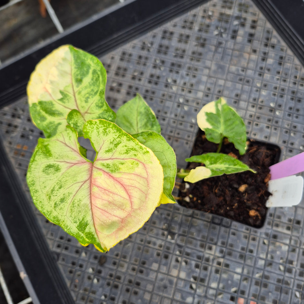 Syngonium Mango Allusion, Orm Thong, Exact Plant Variegated Ships Nationwide