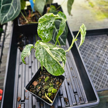 Load image into Gallery viewer, Amydrium Zippelianum, not Medium, Variegated 4" pot, Fedex 2day*
