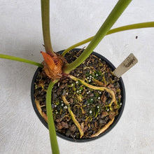 Load image into Gallery viewer, Anthurium Decipiens, Exact Plant XXL
