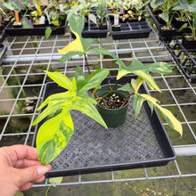 Load image into Gallery viewer, Philodendron Florida Beauty Variegated exact plant, Fedex 2day
