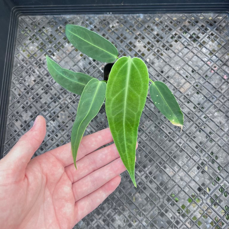 Anthurium Cirinoi, Exact Plant Ships Nationwide