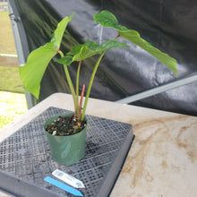 Load image into Gallery viewer, Philodendron Plowmanii, Exact Plant Ships Nationwide

