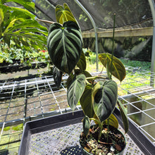 Load image into Gallery viewer, Philodendron Melanochrysum Variegated exact plant, Fedex 2day*

