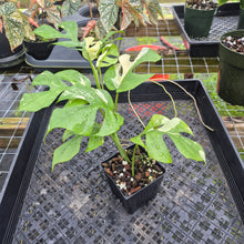 Load image into Gallery viewer, Rhaphidophora Tetrasperma Albo, Exact Plant Variegated Ships Nationwide
