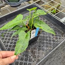 Load image into Gallery viewer, Philodendron Minarum 'Lime Fiddle' 4" pot, Fedex 2day*

