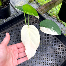 Load image into Gallery viewer, Syngonium Chiapense, Exact Plant Variegated Ships Nationwide

