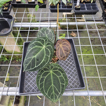 Load image into Gallery viewer, Anthurium Doc Block (Red Crystallinum) x Kunayalense exact plant, Fedex 2day*
