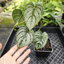 Load image into Gallery viewer, Philodendron Brandtianum, Exact Plant Mature Form Ships Nationwide
