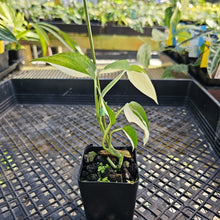 Load image into Gallery viewer, Scindapsus Blue Albo, Exact Plant Variegated Ships Nationwide
