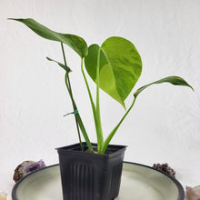 Load image into Gallery viewer, Monstera Borsigiana Aurea, Exact Plant Variegated Ships Nationwide
