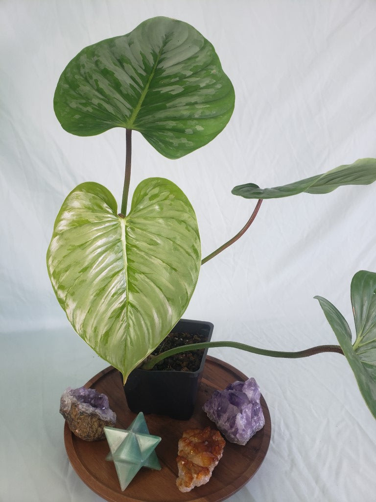 Philodendron Sodiroi True Form, Exact Plant