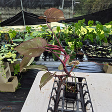 Load image into Gallery viewer, Philodendron Red Anderson Variegated exact plant, Fedex 2day*
