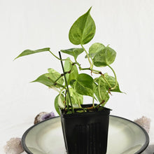 Load image into Gallery viewer, Philodendron Hederaceum, Heart Leaf, Exact Plant Variegated Ships Nationwide
