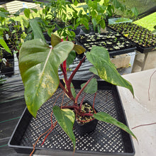 Load image into Gallery viewer, Philodendron Strawberry Shake Variegated exact plant, Fedex 2day*
