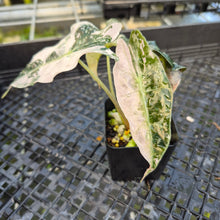 Load image into Gallery viewer, Alocasia Polly Pink variegated exact plant, Fedex 2day*
