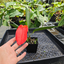 Load image into Gallery viewer, Anthurium Sherzerianum &quot;Pig Tail&quot;, Exact Plant Ships Nationwide
