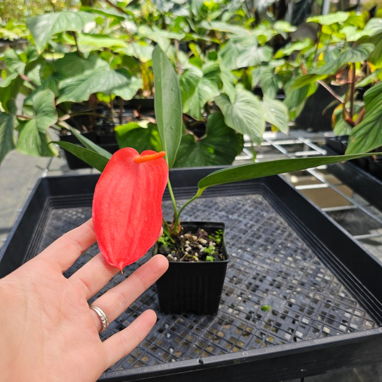 Anthurium Sherzerianum 