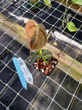 Load image into Gallery viewer, Philodendron Melanochrysum, Exact Plant Variegated Ships Nationwide
