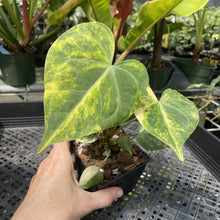 Load image into Gallery viewer, Anthurium Clarinervium Variegated exact plant, Fedex 2day*
