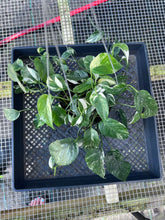 Load image into Gallery viewer, Epipremnum Pinnatum Albo, Exact Plant Variegated Ships Nationwide
