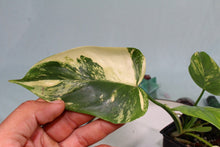 Load image into Gallery viewer, Variegated Philodendron Bipennifolium exact plant, ships nationwide
