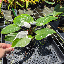 Load image into Gallery viewer, Philodendron White Princess Variegated exact plant, Fedex 2day*
