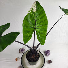 Load image into Gallery viewer, Alocasia Macrorhizza Black Stem, Exact Plant Variegated
