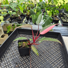Load image into Gallery viewer, Philodendron Pink Princess Variegated exact plant, Fedex 2day*

