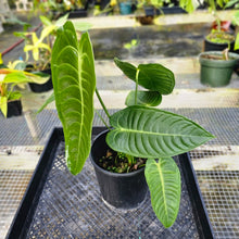 Load image into Gallery viewer, Anthurium Veitchii, Exact Plant
