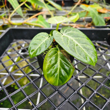 Load image into Gallery viewer, Anthurium Villenaorum, Exact Plant
