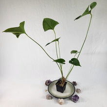 Load image into Gallery viewer, Anthurium Decipiens, Exact Plant Ships Nationwide
