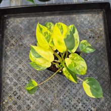 Load image into Gallery viewer, Philodendron Burle Marx, Exact Plant Variegated Ships Nationwide
