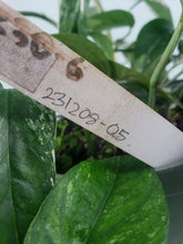 Load image into Gallery viewer, Pinnatum Albo, Exact Plant, multi plant pot, variegated Epipremnum
