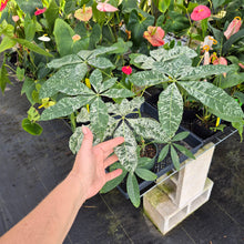 Load image into Gallery viewer, Pachira Aquatica Money Tree, Exact Plant Variegated Ships Nationwide
