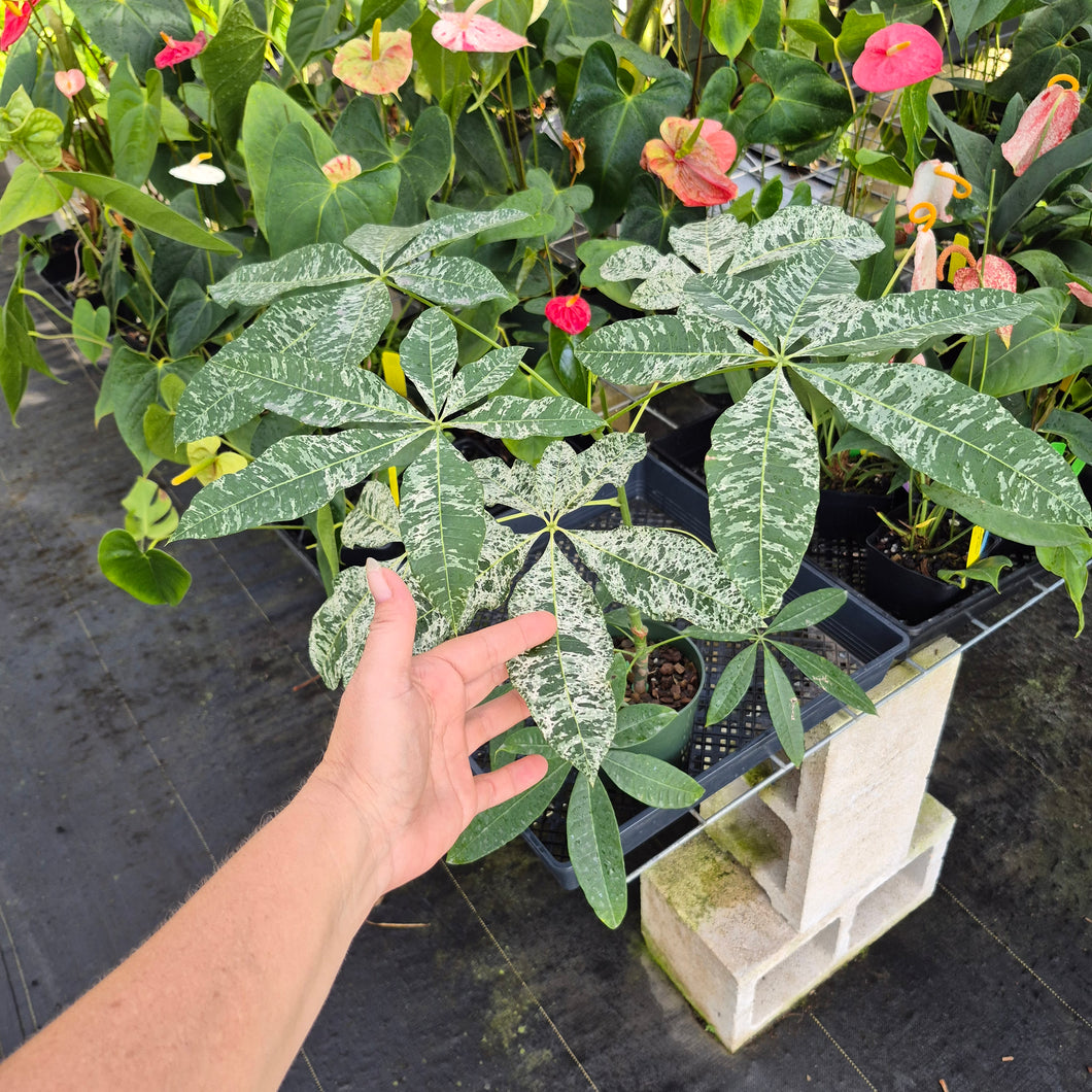 Pachira Aquatica Money Tree, Exact Plant Variegated Ships Nationwide