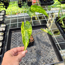 Load image into Gallery viewer, Alocasia Macrorrhiza Shock Treatment Variegated exact plant, Fedex 2day*

