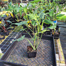 Load image into Gallery viewer, Philodendron Bipennifolium Splash Gordon Variegated Ships Nationwide
