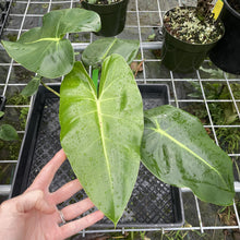 Load image into Gallery viewer, Philodendron Cordatum Kunth exact plant, Fedex 2day*
