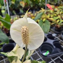Load image into Gallery viewer, spathiphyllum galaxy, Exact Plant Variegated Ships Nationwide
