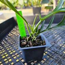 Load image into Gallery viewer, Philodendron Tortum, Exact Plant Wide form Ships Nationwide
