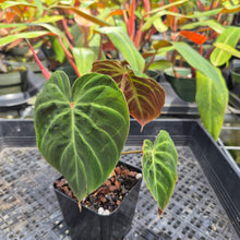 Load image into Gallery viewer, Philodendron Verrucosum Amazon Sunset, Exact Plant Ships Nationwide
