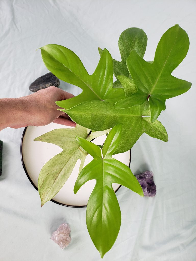 Florida Ghost, exact plant, Philodendron, ships nationwide