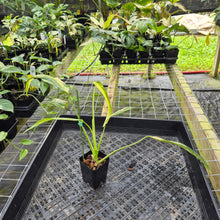Load image into Gallery viewer, Philodendron Holtonianum Variegated 2.5" pot, Fedex 2day*
